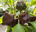 Paprika 'Chocobell'