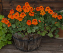 Pensasköynnöskrassi 'Baby Orange'