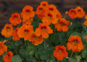 Pensasköynnöskrassi 'Baby Orange'