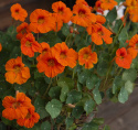 Pensasköynnöskrassi 'Baby Orange'