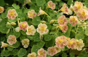 Pensasköynnöskrassi 'Tip Top Pink Blush'