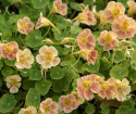 Pensasköynnöskrassi 'Tip Top Pink Blush'