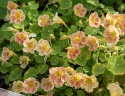Pensasköynnöskrassi 'Tip Top Pink Blush'