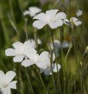 Aurankukka 'Bianca'