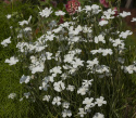 Aurankukka 'Bianca'