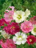 Tarhasalkoruusu 'Majorette'