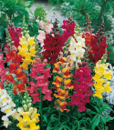 Leijonankita 'Rainbow'