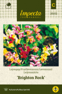 Leijonankita 'Brighton Rock'