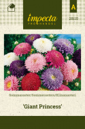 Kiinanasteri 'Giant Princess'
