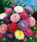 Kiinanasteri 'Giant Princess'