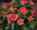 Punatalvio 'Tattoo Tangerine'