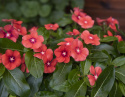 Punatalvio 'Tattoo Tangerine'