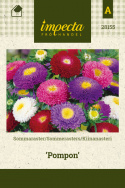 Kiinanasteri 'Pompon'