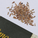 Kiinanasteri 'Pompon'
