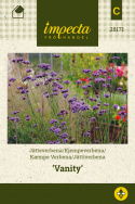 Jättiverbena 'Vanity'