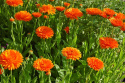 Tarhakehäkukka 'Orange King'