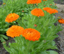 Tarhakehäkukka 'Orange King'