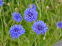 Ruiskaunokki 'Blue Boy'