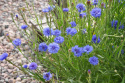 Ruiskaunokki 'Blue Boy'