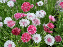 Ruiskaunokki 'Classic Romantic'
