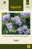 Sinitähtönen 'Leda'