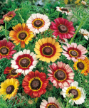Kirjokakkara 'Confetti'