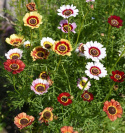 Kirjokakkara 'Confetti'