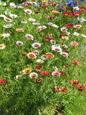 Kirjokakkara 'Confetti'