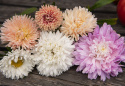 Kiinanasteri 'The Roses'