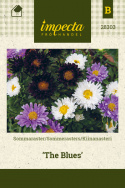 Kiinanasteri 'The Blues'