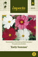 Punakosmoskukka 'Early Summer'