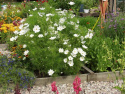 Punakosmoskukka 'Vega White'