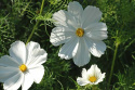 Punakosmoskukka 'Vega White'