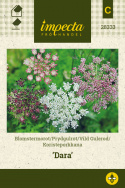 Koristeporkkana 'Dara'