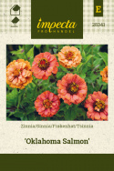 Tsinnia 'Oklahoma Salmon'