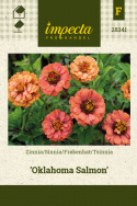 Tsinnia 'Oklahoma Salmon'