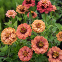 Tsinnia 'Oklahoma Salmon'