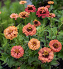 Tsinnia 'Oklahoma Salmon'