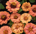 Tsinnia 'Oklahoma Salmon'