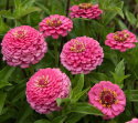 Tsinnia 'Oklahoma Pink'
