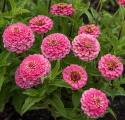 Tsinnia 'Oklahoma Pink'