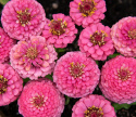 Tsinnia 'Oklahoma Pink'