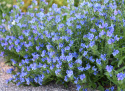 Piiankieli 'Blue Bedder'