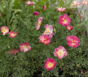 Kaliforniantuliunikko 'Thai Silk Rose Chiffon'