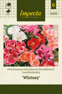 Isosilkkikukka 'Whitney'