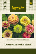 Isotsinnia 'Queeny Lime with Blotch'