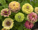 Isotsinnia 'Queeny Lime with Blotch'