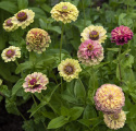Isotsinnia 'Queeny Lime with Blotch'