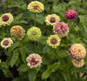 Isotsinnia 'Queeny Lime with Blotch'