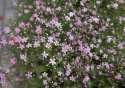 Kesäharso 'Rosea'